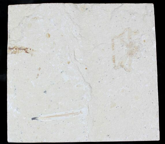 Fossil Crustacean (Geryon), Worm & Fish - Cretaceous #24106